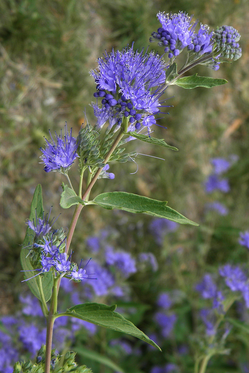 Image of Caryopteris &times; clandonensis specimen.