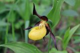 Cypripedium calceolus