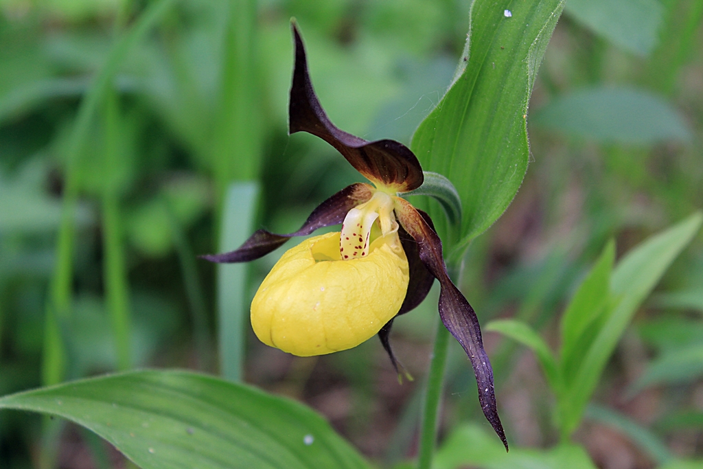 Изображение особи Cypripedium calceolus.