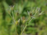 Rindera oblongifolia. Верхушка соцветия с завязавшимися плодами. Казахстан, Тянь-Шань, хр. Таласский, зап. Аксу-Джабаглы, ущ. Кши-Каинды, разнотравный луг в арчовом редколесье. 22.05.2016.