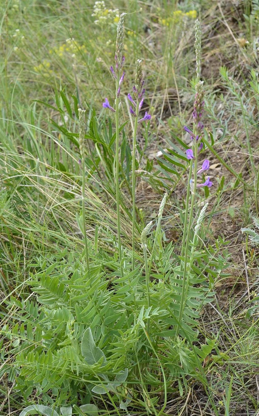 Image of Oxytropis knjazevii specimen.