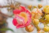 Couroupita guianensis