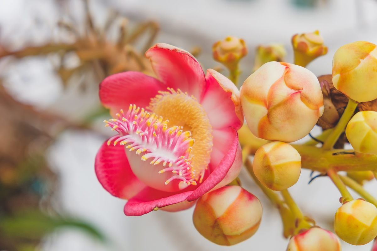 Image of Couroupita guianensis specimen.