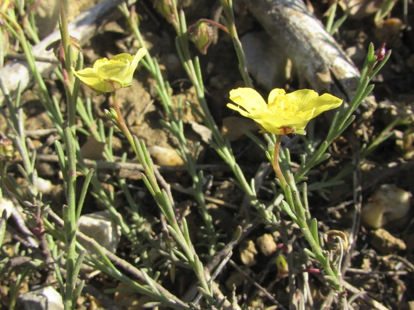 Image of Fumana ericifolia specimen.