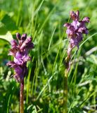 Orchis spitzelii