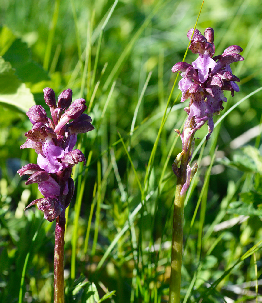 Image of Orchis spitzelii specimen.