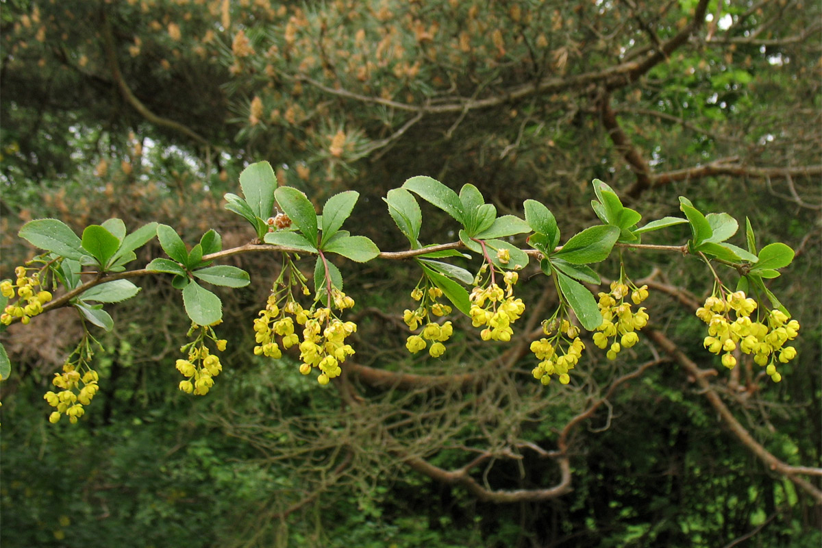 Изображение особи Berberis vulgaris.