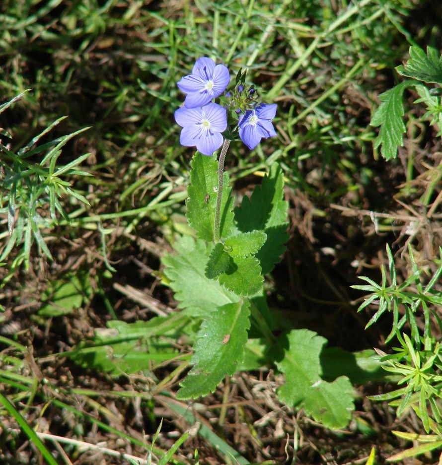 Image of Veronica krylovii specimen.