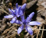 Scilla bifolia