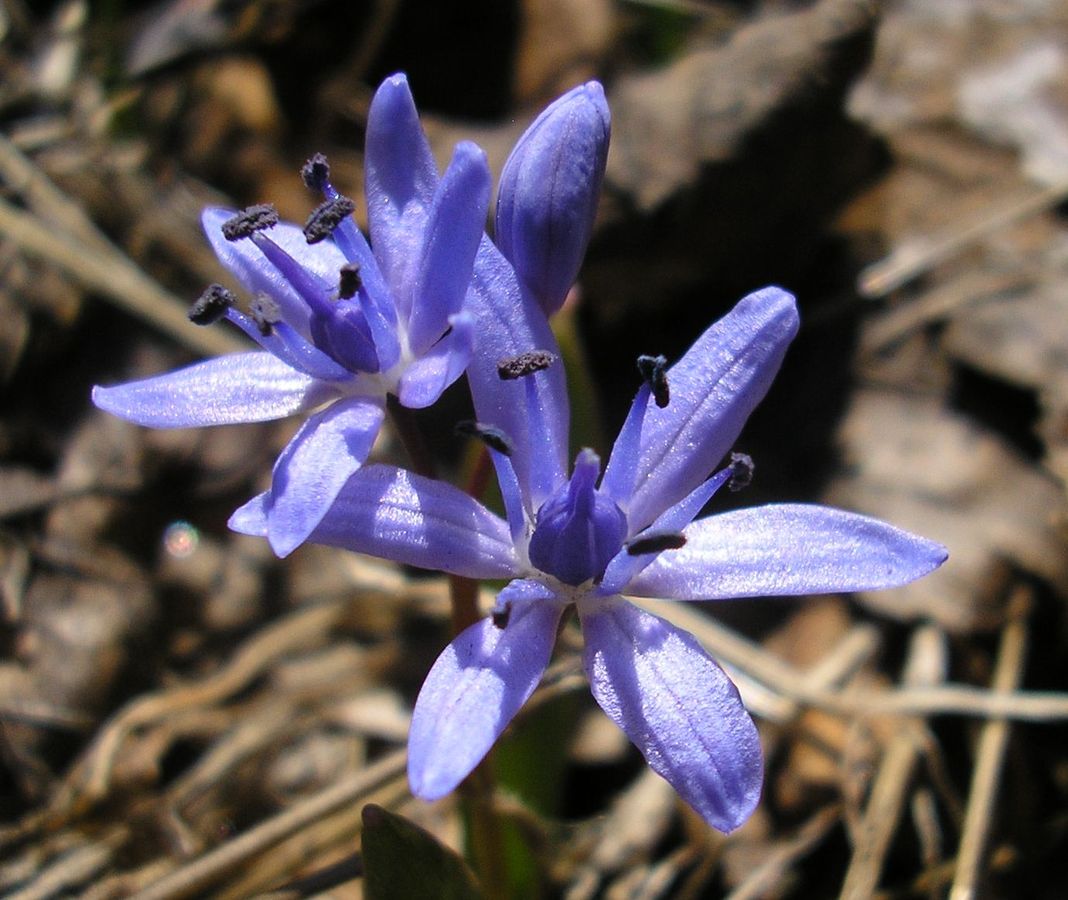 Изображение особи Scilla bifolia.