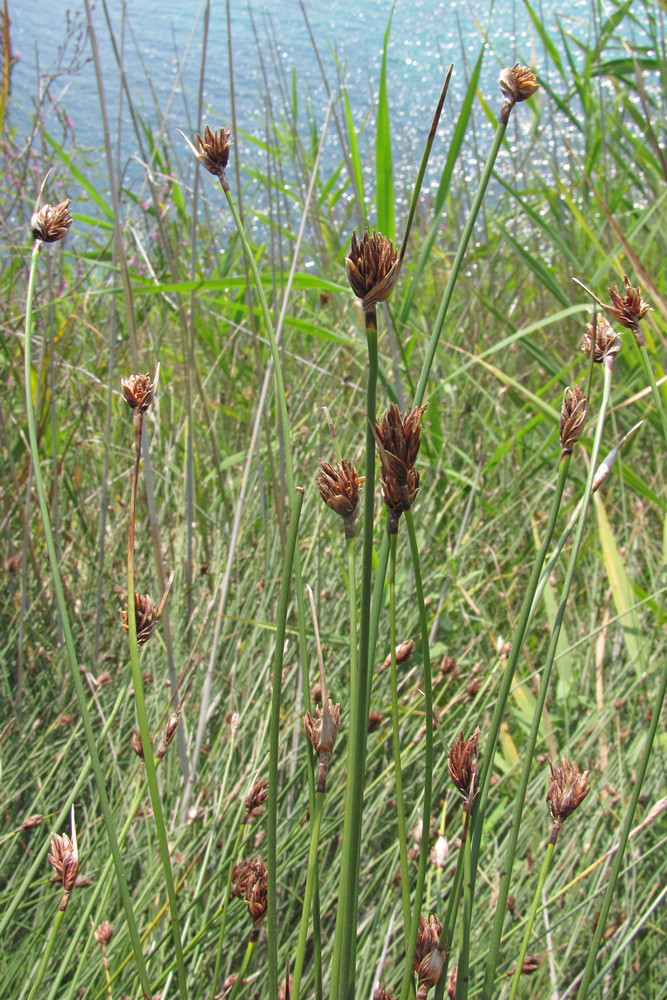 Image of Schoenus nigricans specimen.