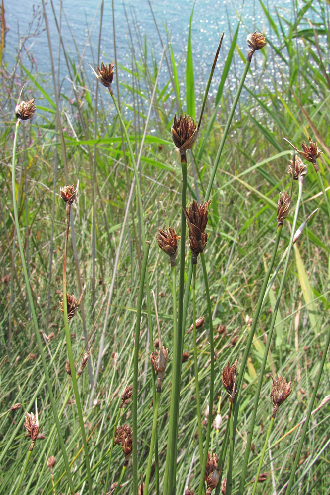 Изображение особи Schoenus nigricans.