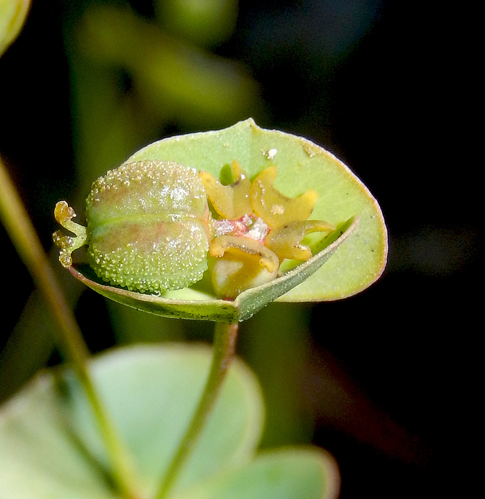 Изображение особи Euphorbia subtilis.