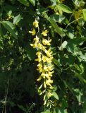 Laburnum anagyroides