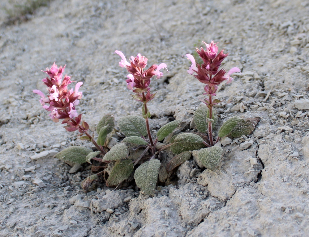 Image of Salvia ariana specimen.