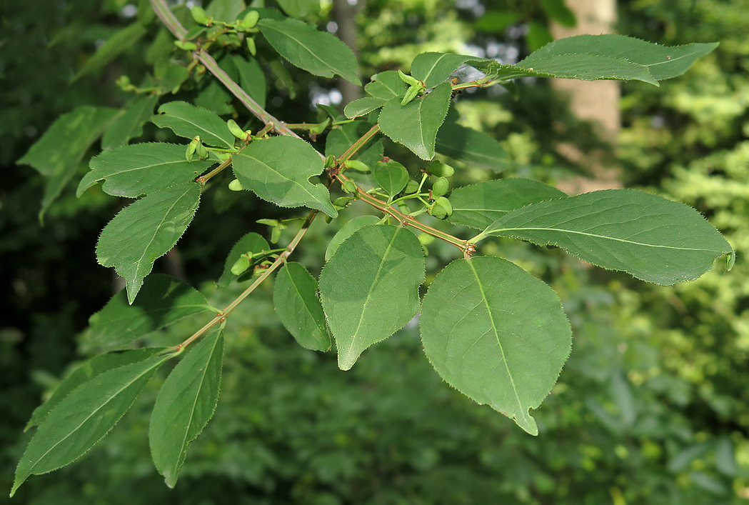 Image of Euonymus sacrosanctus specimen.