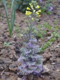 Brassica oleracea var. viridis