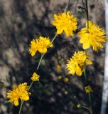 Kerria japonica var. pleniflora