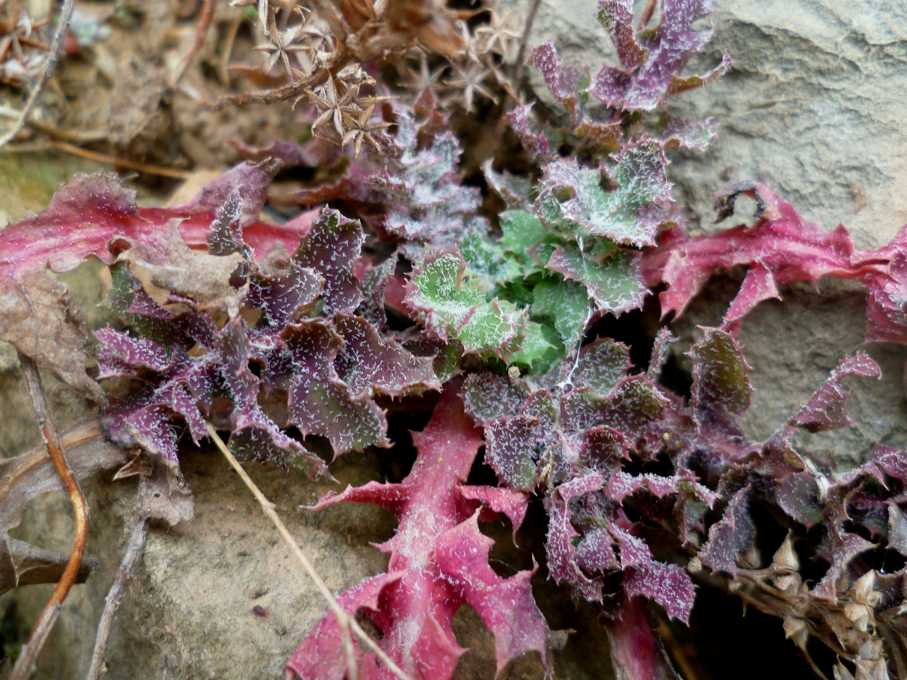 Image of Sonchus oleraceus specimen.