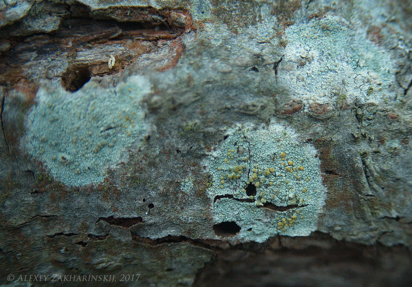 Image of Lecanora symmicta specimen.