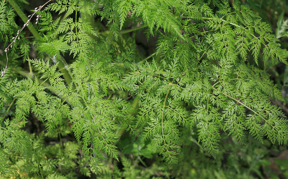 Image of Sphallerocarpus gracilis specimen.