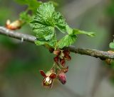 Ribes × nidigrolaria