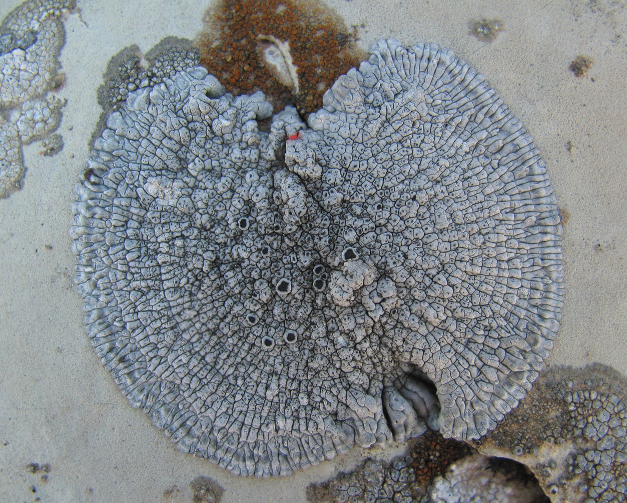 Image of Lobothallia radiosa specimen.
