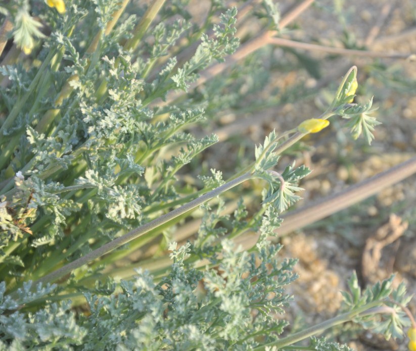 Image of genus Hypecoum specimen.