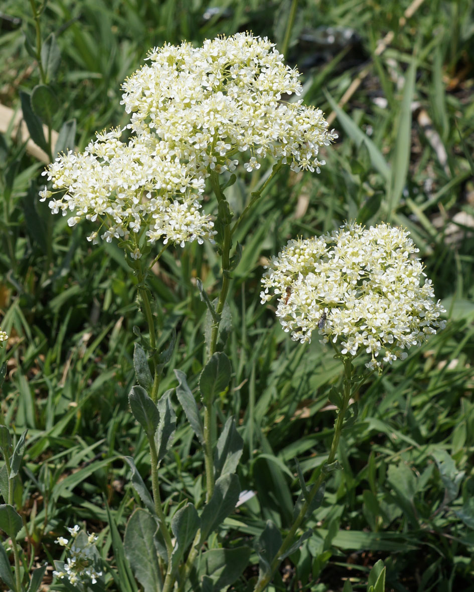 Image of Cardaria draba specimen.