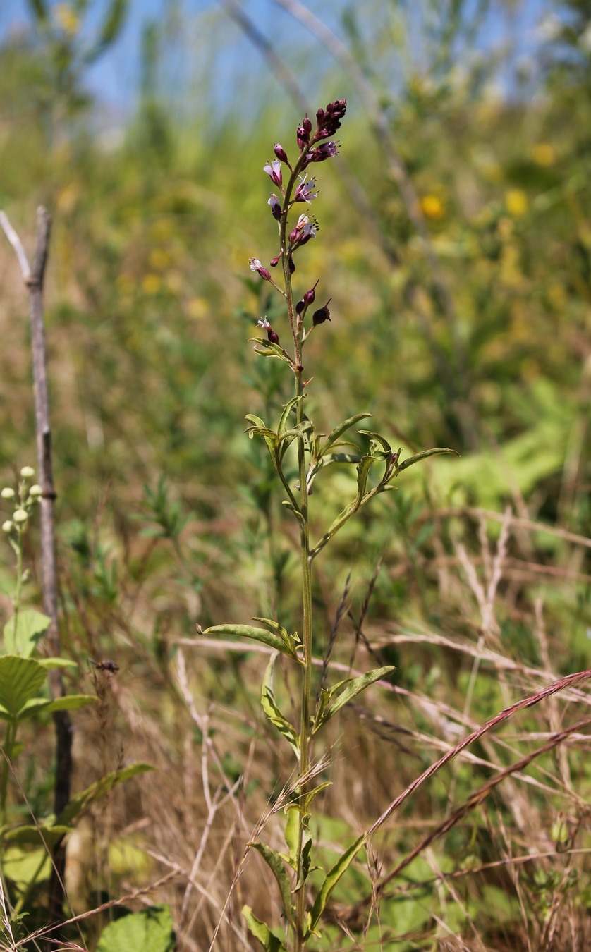 Image of Lysimachia dubia specimen.