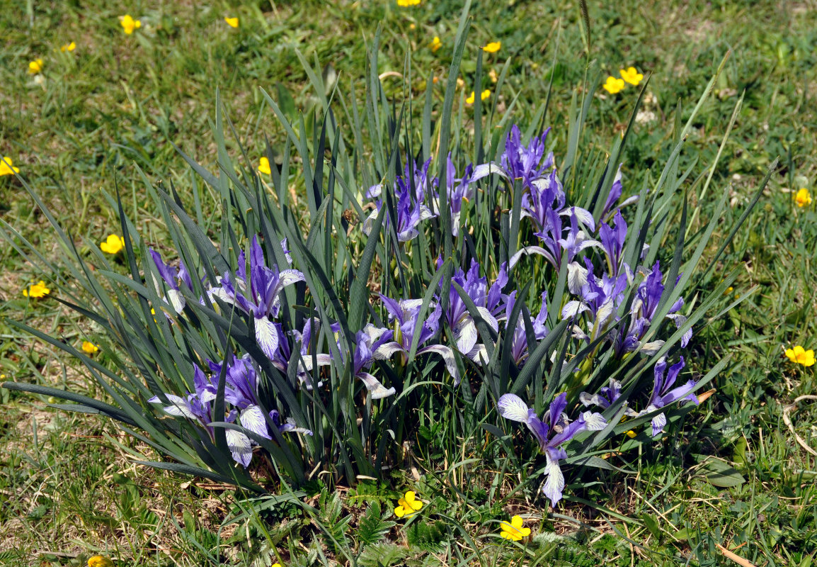 Image of Iris lactea specimen.