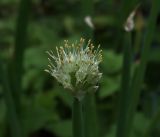 Allium fistulosum