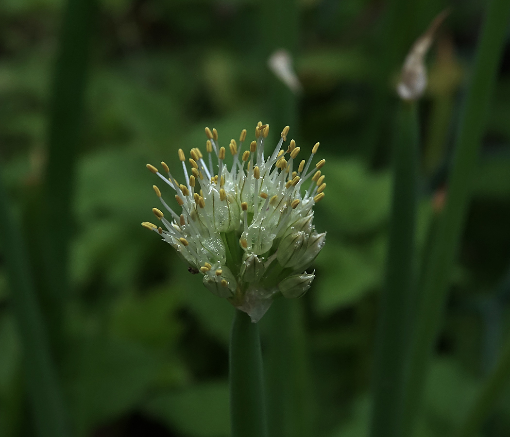 Изображение особи Allium fistulosum.