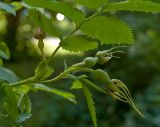 Rosa viarum. Верхушка побега с незрелыми плодами и частью листа. Пермский край, г. Пермь, Свердловский р-н, в озеленении двора. 18 июля 2017 г.