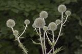 Echinops sphaerocephalus. Верхушка бутонизирующего растения. Саратов, обочина дороги. 23.07.2017.