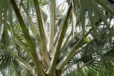 Bismarckia nobilis