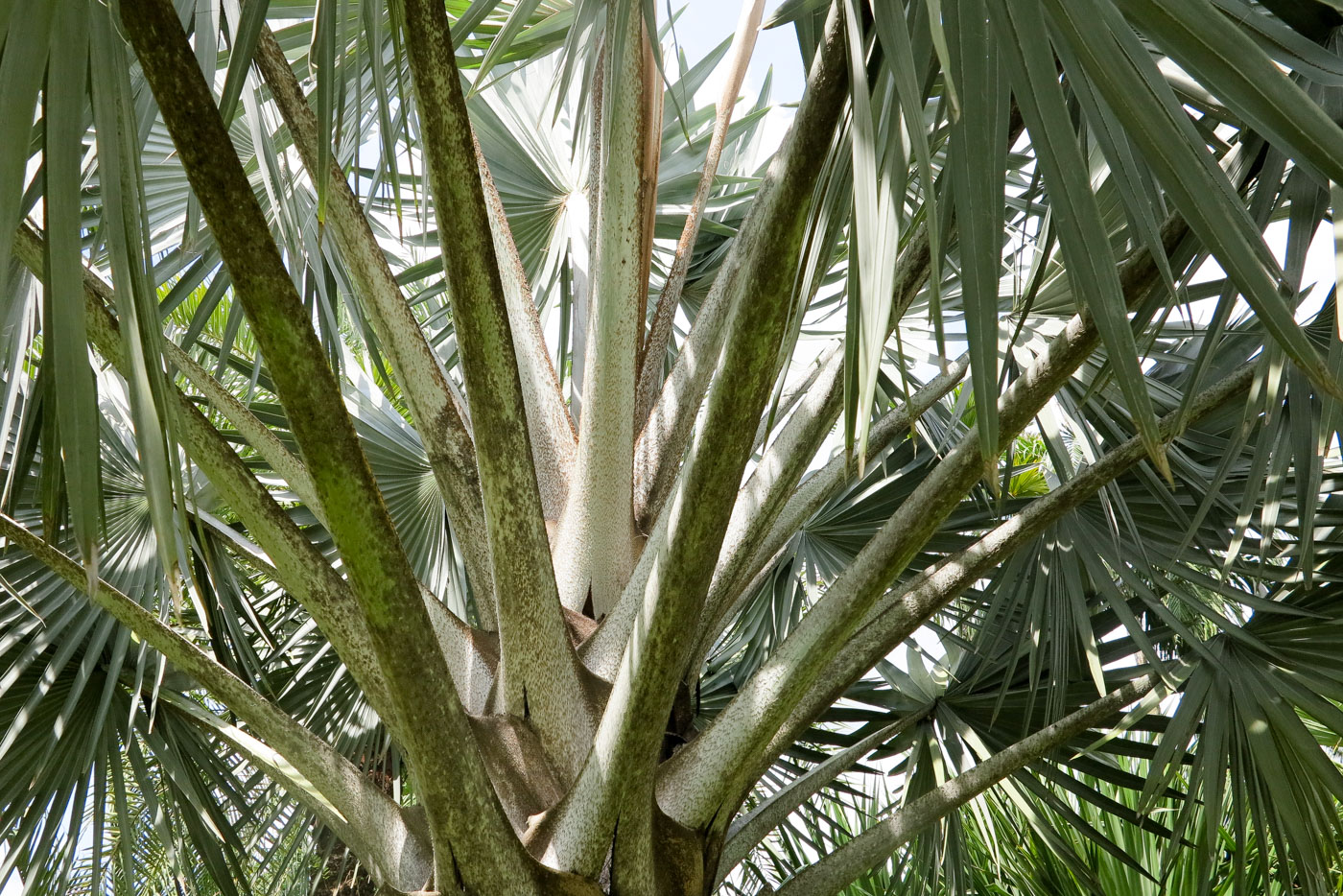 Image of Bismarckia nobilis specimen.