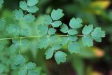 Thalictrum minus