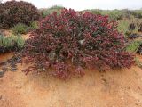 Euphorbia hamata