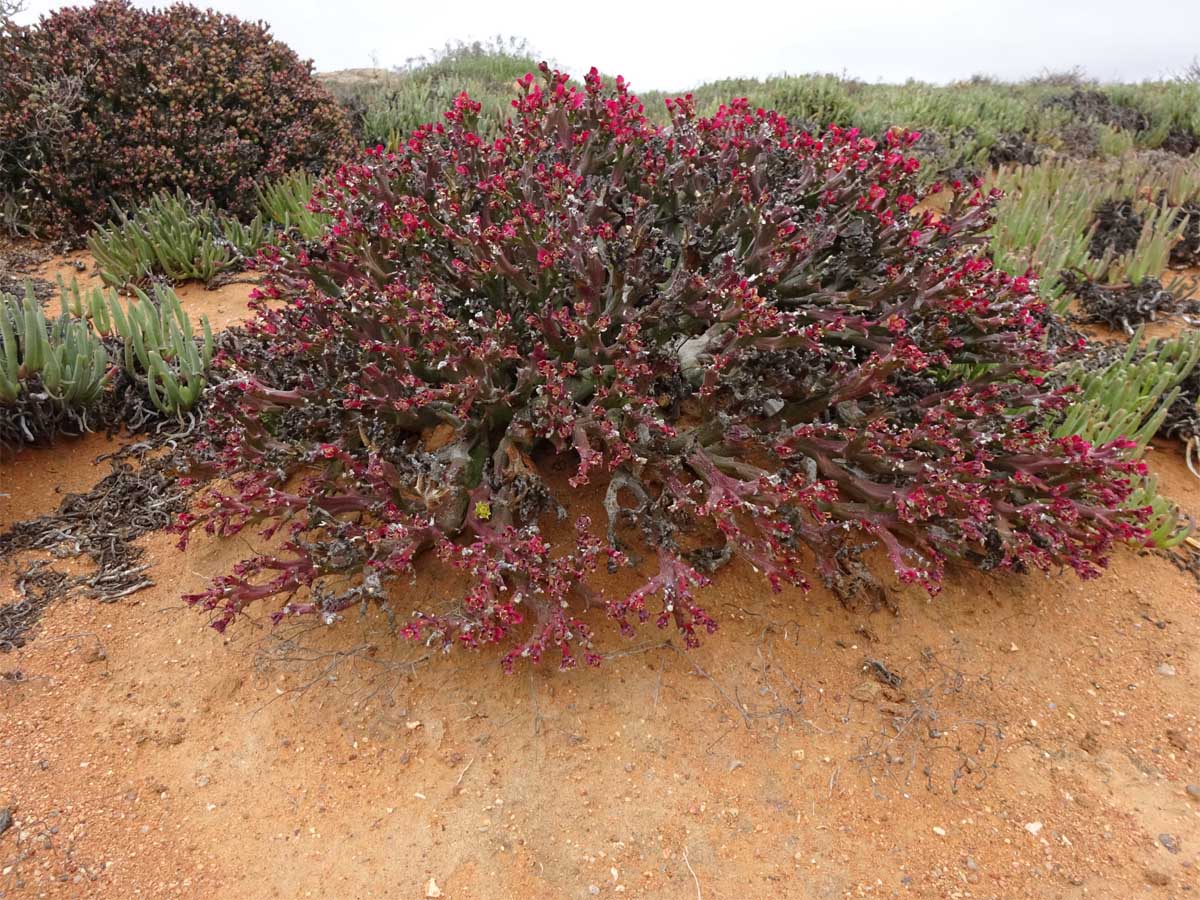Изображение особи Euphorbia hamata.