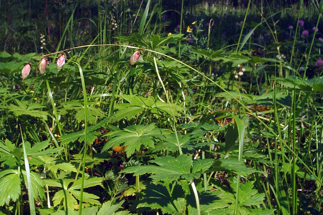 Image of Melica nutans specimen.