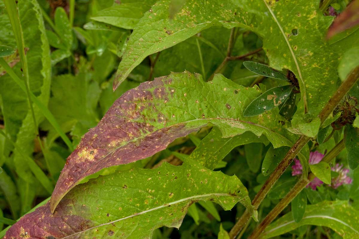 Image of Centaurea pseudophrygia specimen.