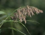 Phragmites australis