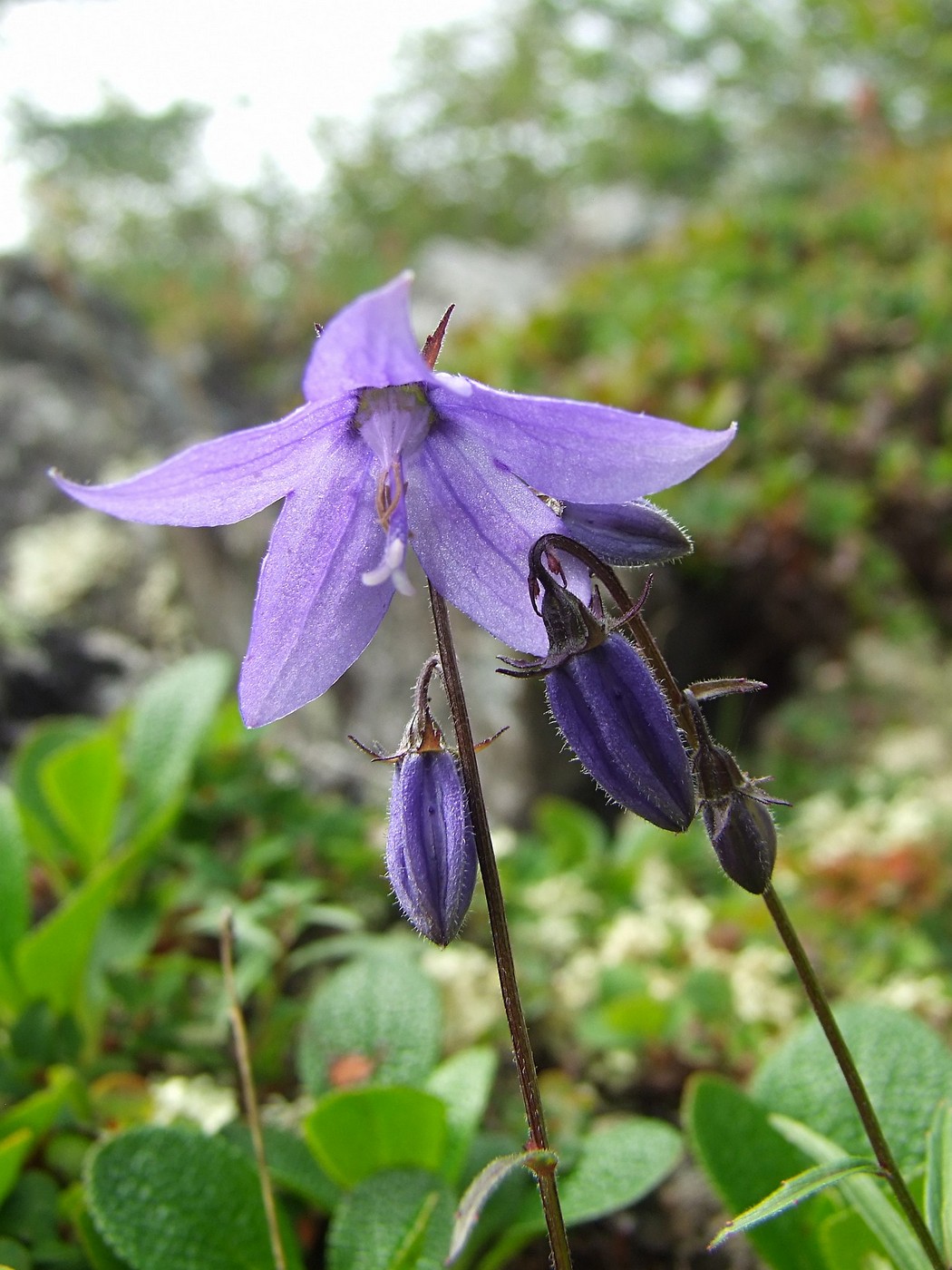 Image of Astrocodon expansus specimen.