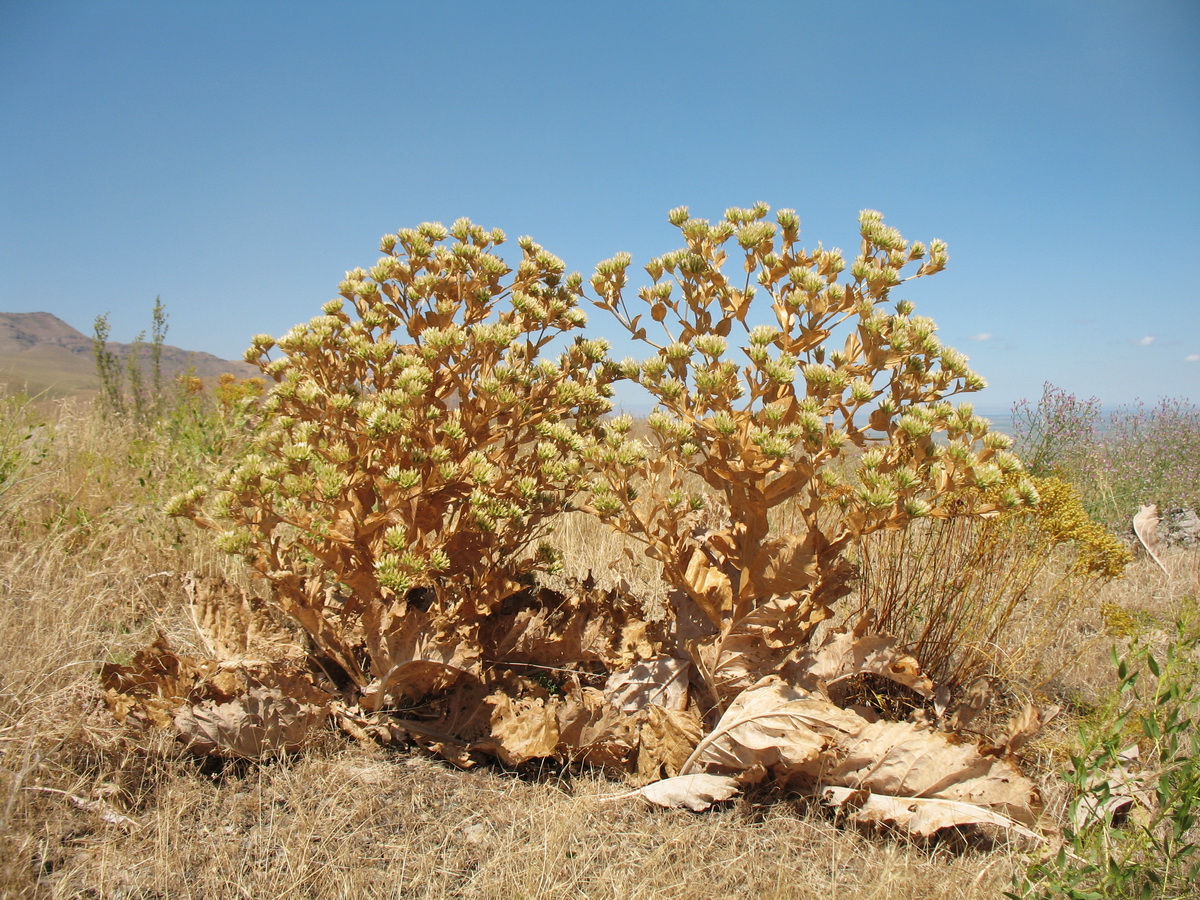 Image of Cousinia triflora specimen.