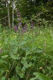 Salvia verticillata