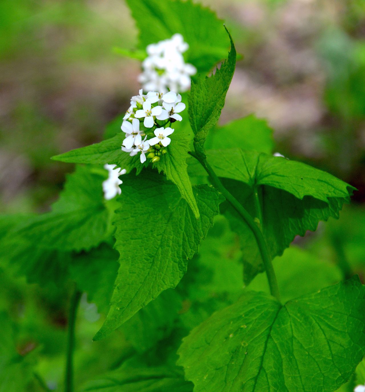 Image of Alliaria petiolata specimen.