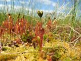 Drosera anglica. Плодоносящее растение. Магаданская обл., Ольский р-н, окр. оз. Глухое, осоково-сфагновое болото. 31.07.2017.