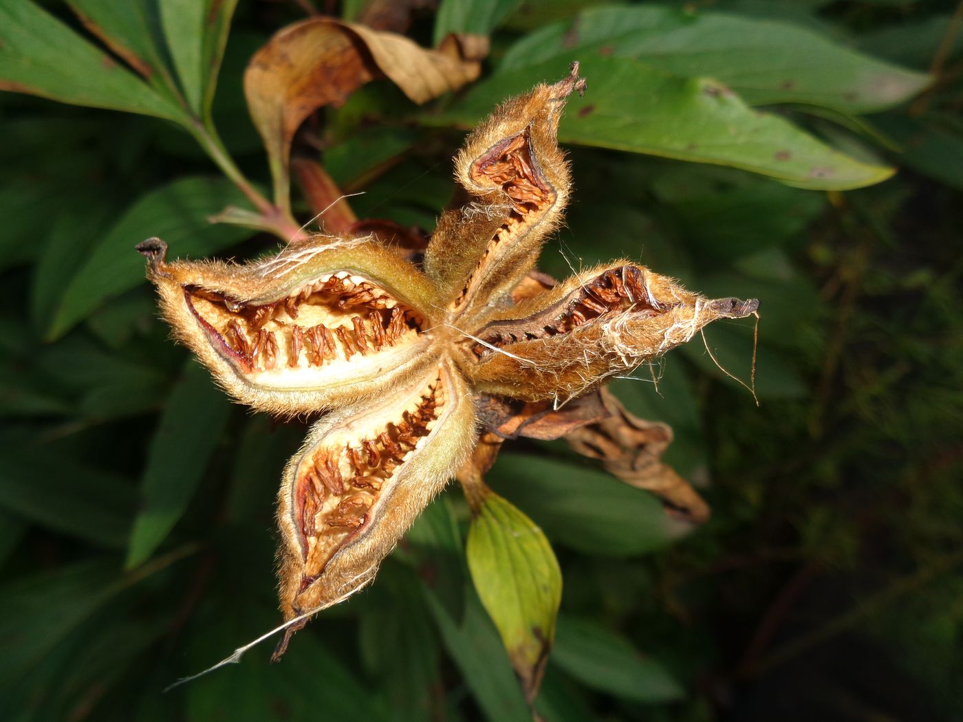 Image of Paeonia officinalis specimen.