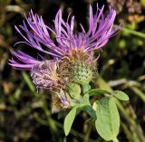 Centaurea abnormis